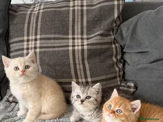 British Shorthair cats Beautiful boys kittens - Advert 1