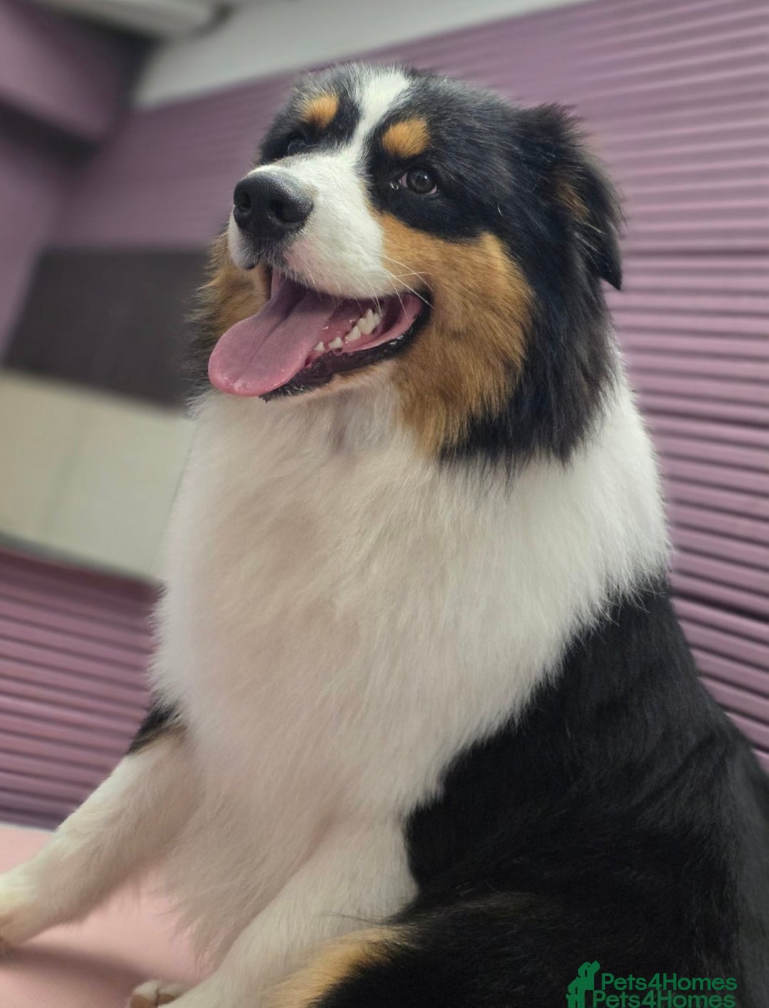 Australian Shepherd dogs for sale: KC registered Australian shepherd puppies  - Image 13