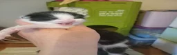 Mixed Breed cats for sale: Beautiful kittens looking for loving homes  - Advert 9