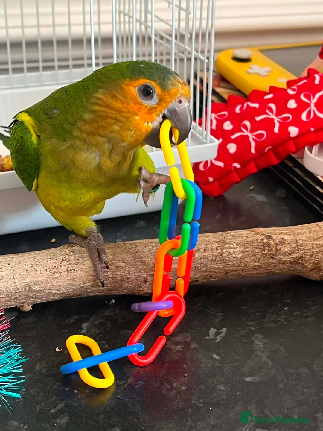 Conures birds for sale: St Thomas conure (brown throated) - Advert 3