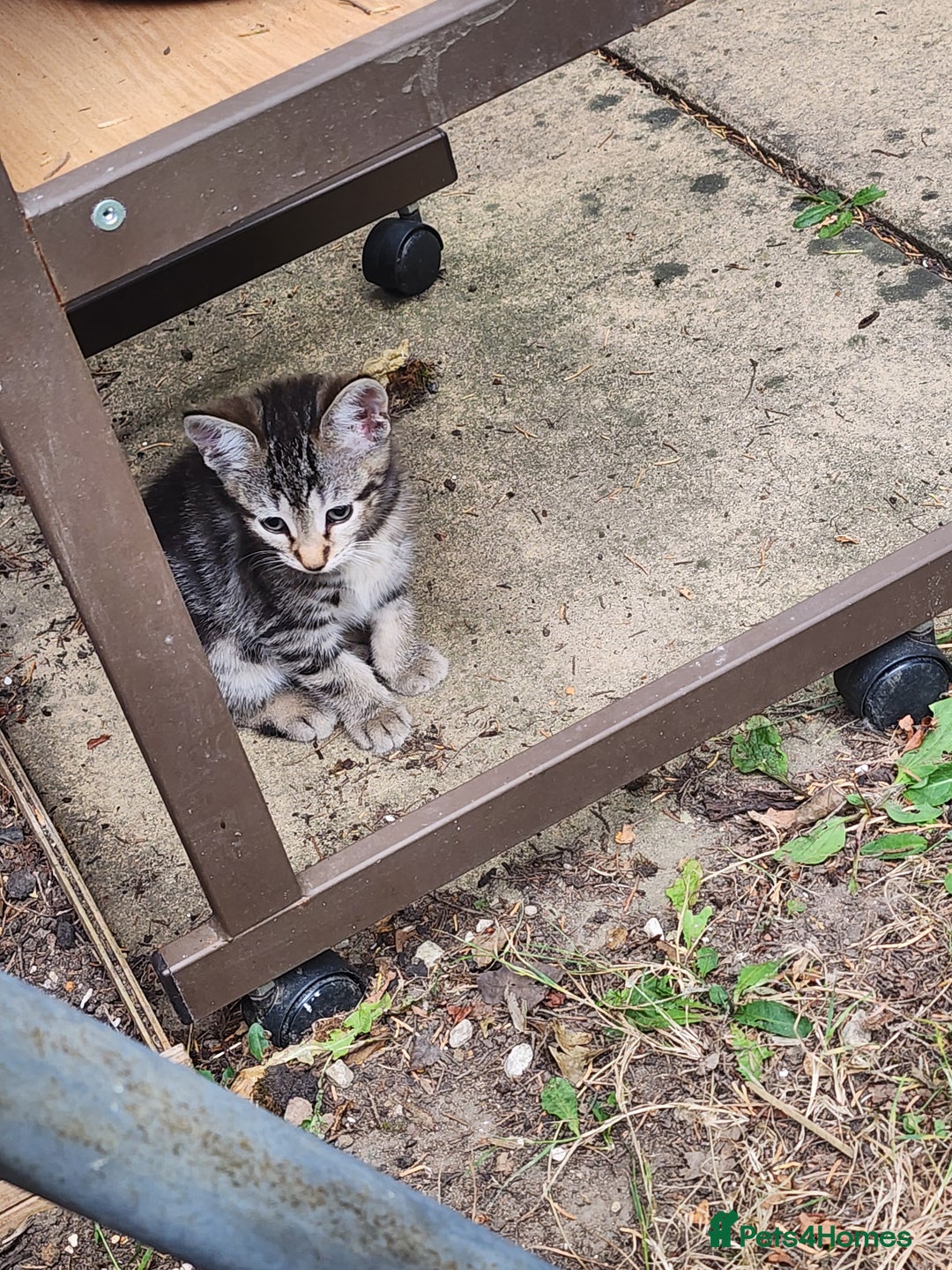 European cats for sale: 7 Lovely tabby kittens for sale - Image 16