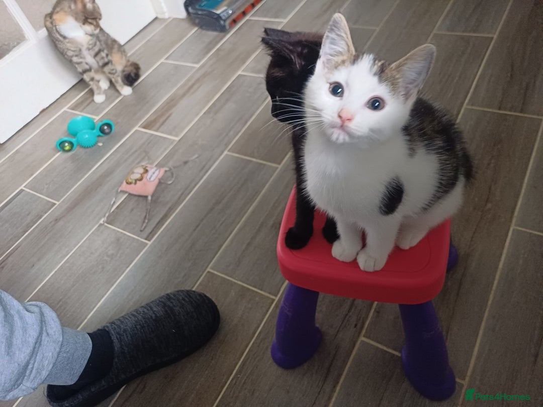 Mixed Breed cats for sale: Kittens - Image 3