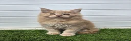 Maine Coon cats for sale: Beautiful gccf pet registered maine coon babies  - Advert 15