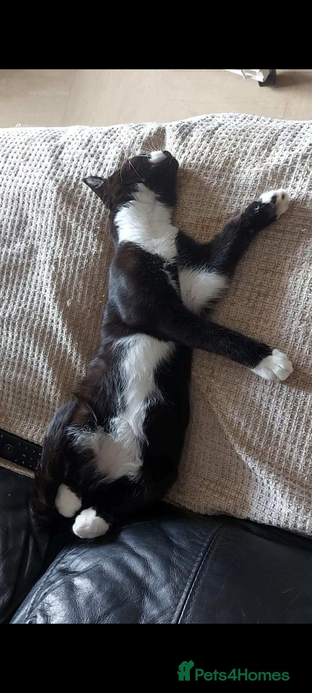 Mixed Breed cats for sale: Maine coon x sphynx boys - Advert 1