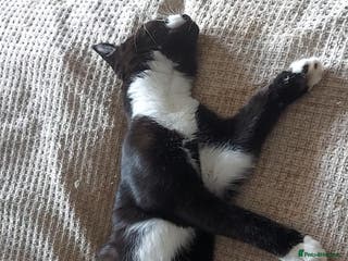 Mixed Breed cats Maine coon x sphynx boys - Advert 1