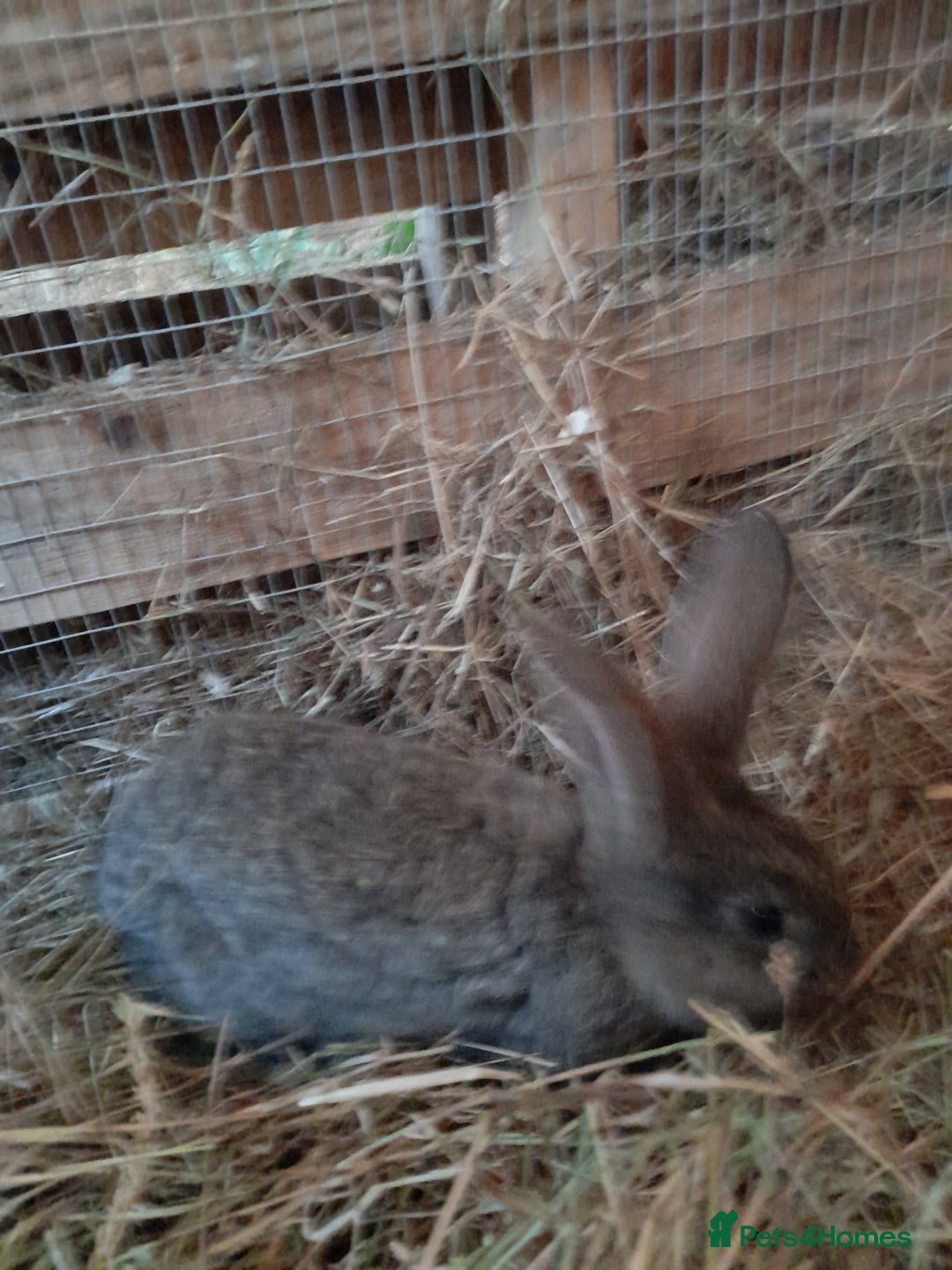 Continental Giant rabbits for sale: Beautiful Pure Continental Giant Babies - Advert 12