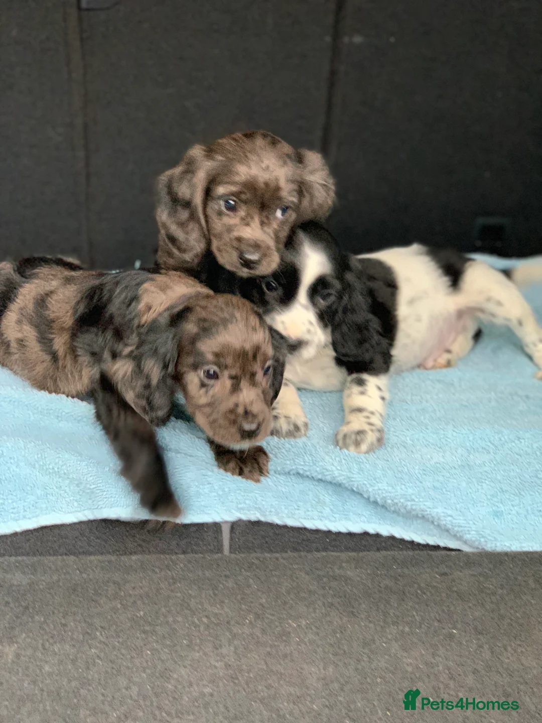 Cocker Spaniel dogs for sale: Cocker spaniel  show type in Longfield - Advert 12