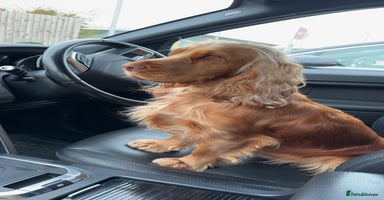 Cocker Spaniel dogs - Advert 14