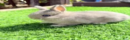 Netherland Dwarf rabbits for sale: Pure Netherland Dwarf  - Advert 8