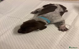 German Shorthaired Pointer dogs for sale: Mischew’s puppies - Image 6