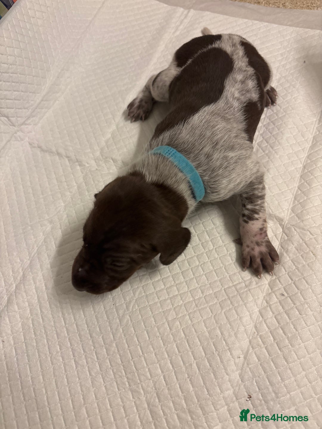 German Shorthaired Pointer dogs for sale: Mischew’s puppies - Image 6