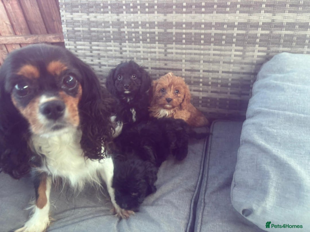 Cavapoo dogs for sale: Beautiful cavapoos  - Image 8
