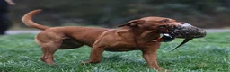 Springador dogs for sale: Springadore puppies for sale  in Thetford - Advert 3