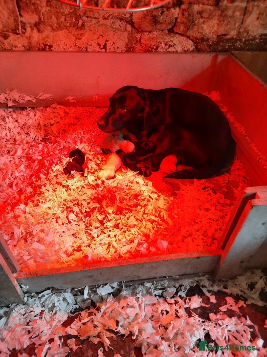 Labrador Retriever dogs for sale: Working labrador pups - Image 3