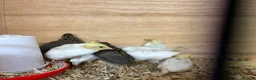 Quail poultry for sale: Button quail  in Pontefract - Advert 2