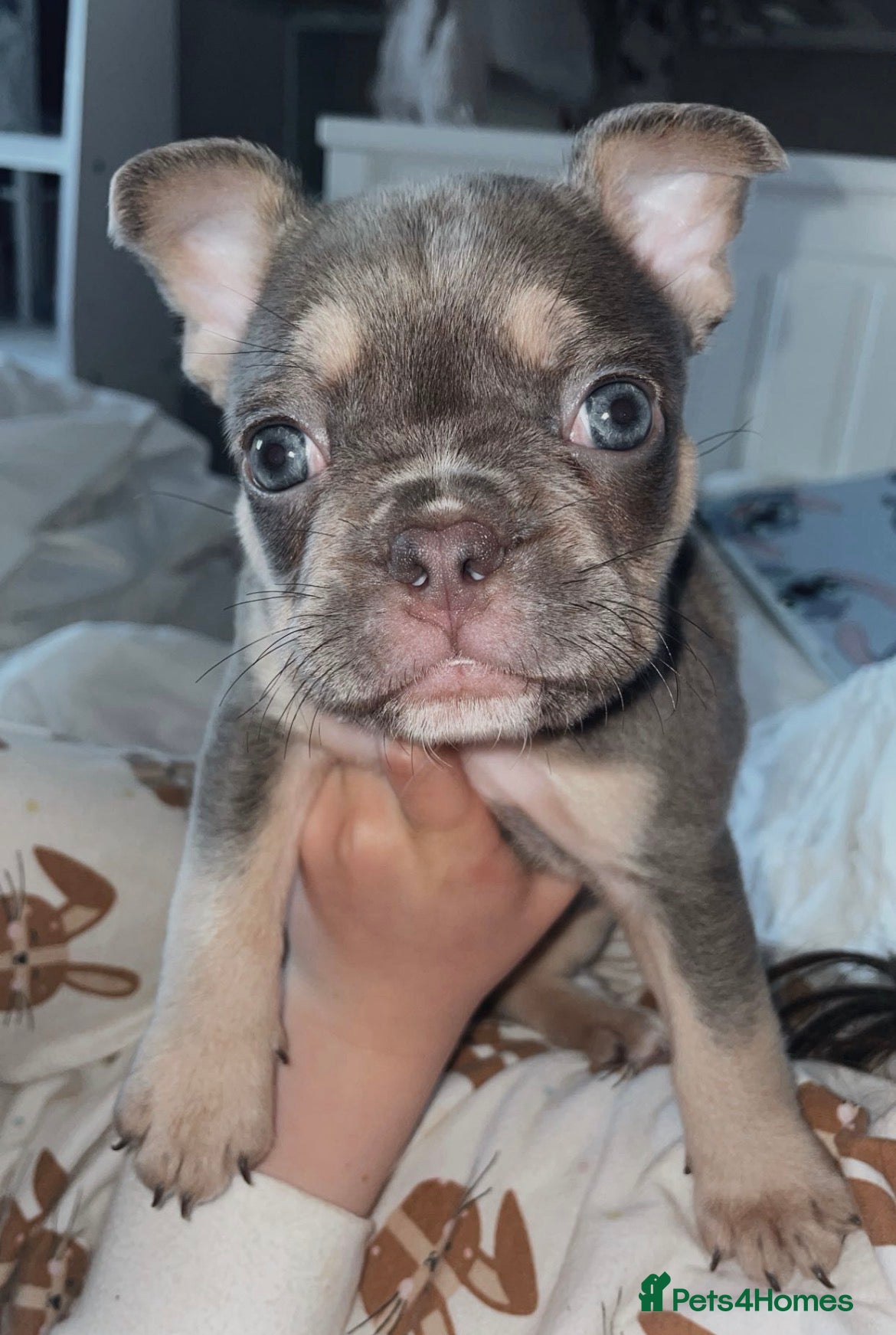 French Bulldog dogs for sale: Quality French bulldog puppies pet price in Dronfield - Advert 9