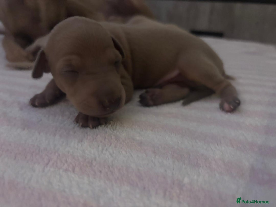 Italian Greyhound dogs for sale: Exceptional Italian Greyhound Puppies - Advert 15