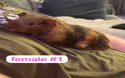 Guinea Pig rodents for sale: Beautiful baby Guinea pigs  - Advert 5