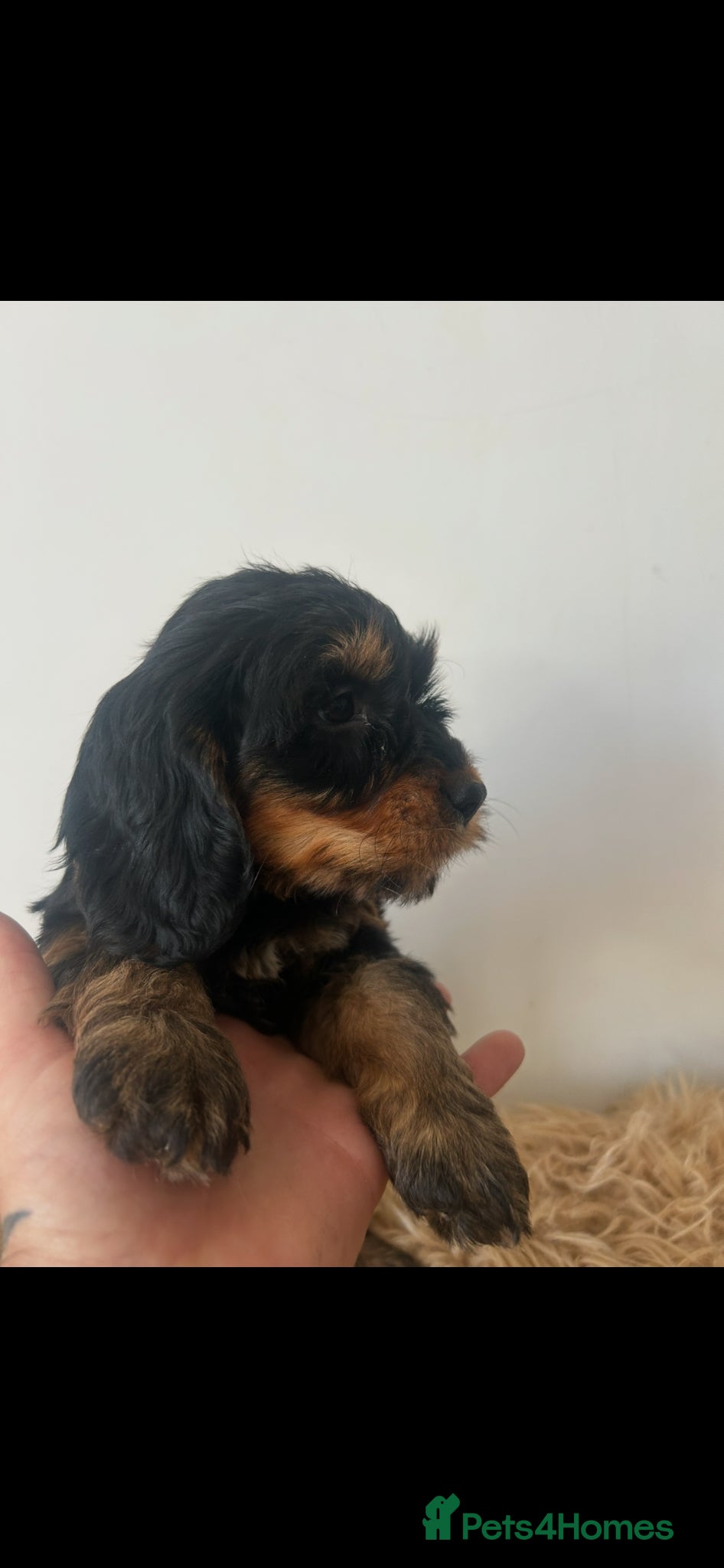 Cockapoo dogs Stunning f1 cockapoo puppies  - Advert 2