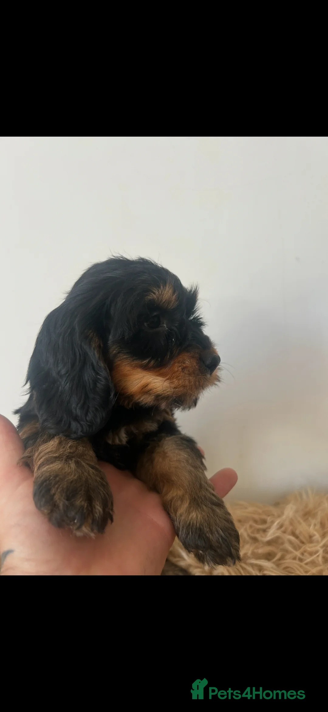 Cockapoo dogs for sale: Stunning f1 cockapoo puppies  in Sheffield - Advert 2