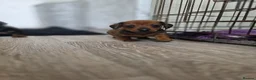 Miniature Dachshund dogs for sale: Miniature daschound REDUCED ££650££ - Advert 20