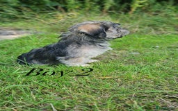 Shorkie dogs for sale: Shorkie pups ready now - Image 10