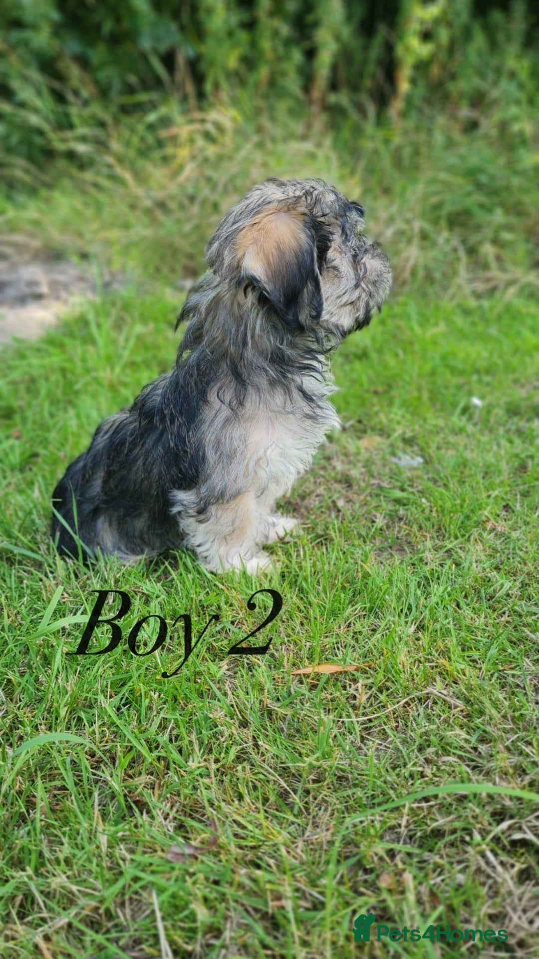 Shorkie dogs for sale: Shorkie pups ready now - Image 10