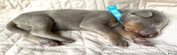 Dobermann dogs for sale: KC REGISTERED DOBERMAN PUPS - Advert 32