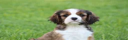 Mixed Breed dogs for sale: Playful Pugalier puppies for sale!  - Advert 5