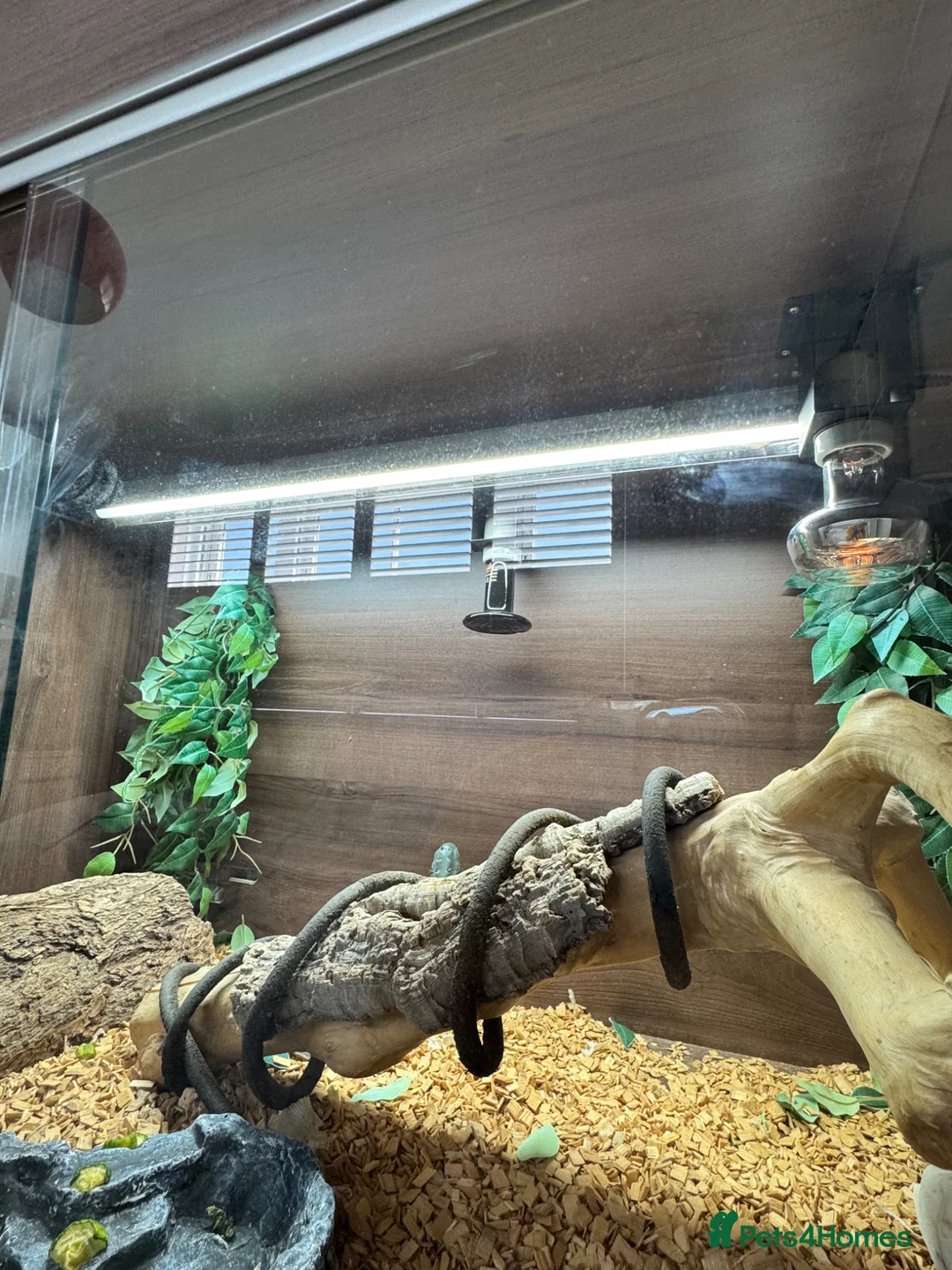 Bearded Dragon reptiles for sale: Rehoming a Gorgeous Bearded Dragon in Ashtead - Advert 8