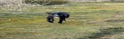 Whippet dogs for stud: Stud available - Bonnywhip Flacks - Advert 3