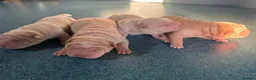 Shar Pei dogs for sale: Four Pure Shar Pei Puppies, 2 Boys & 2 Girls Ready - Advert 5