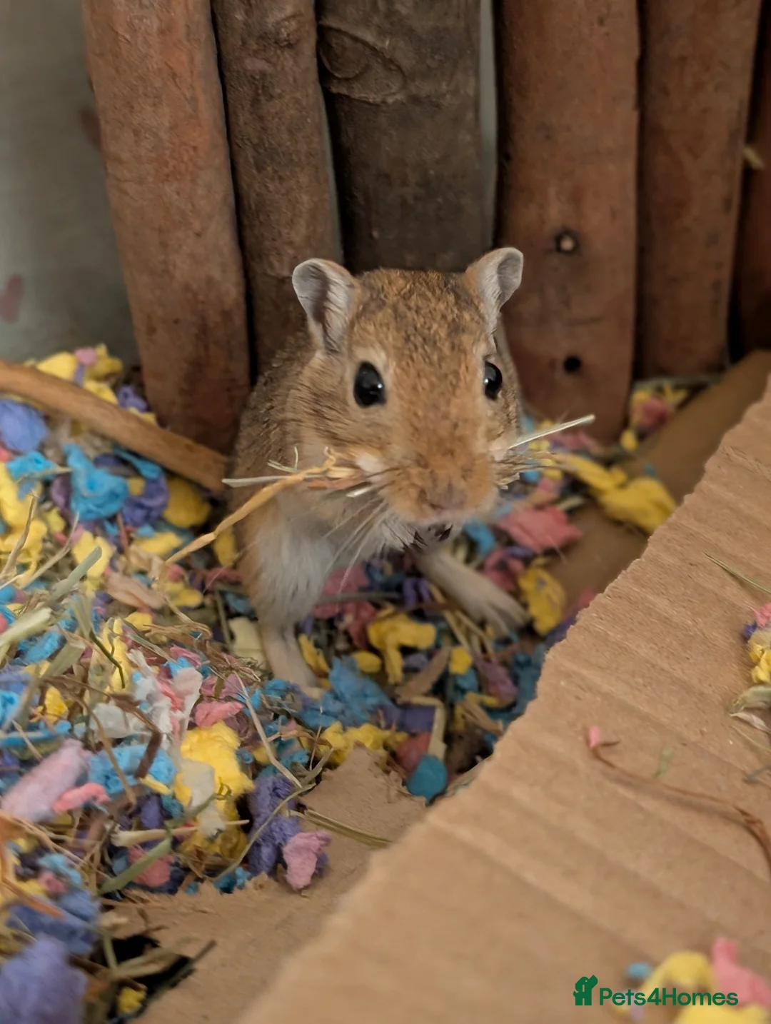 Gerbil rodents for sale: Two gorgeous gerbils  - Advert 1