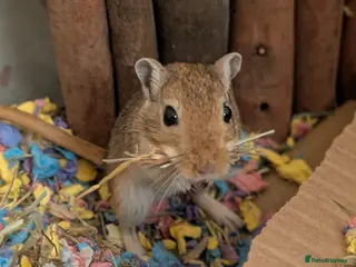 Gerbil rodents Two gorgeous gerbils - Advert 2