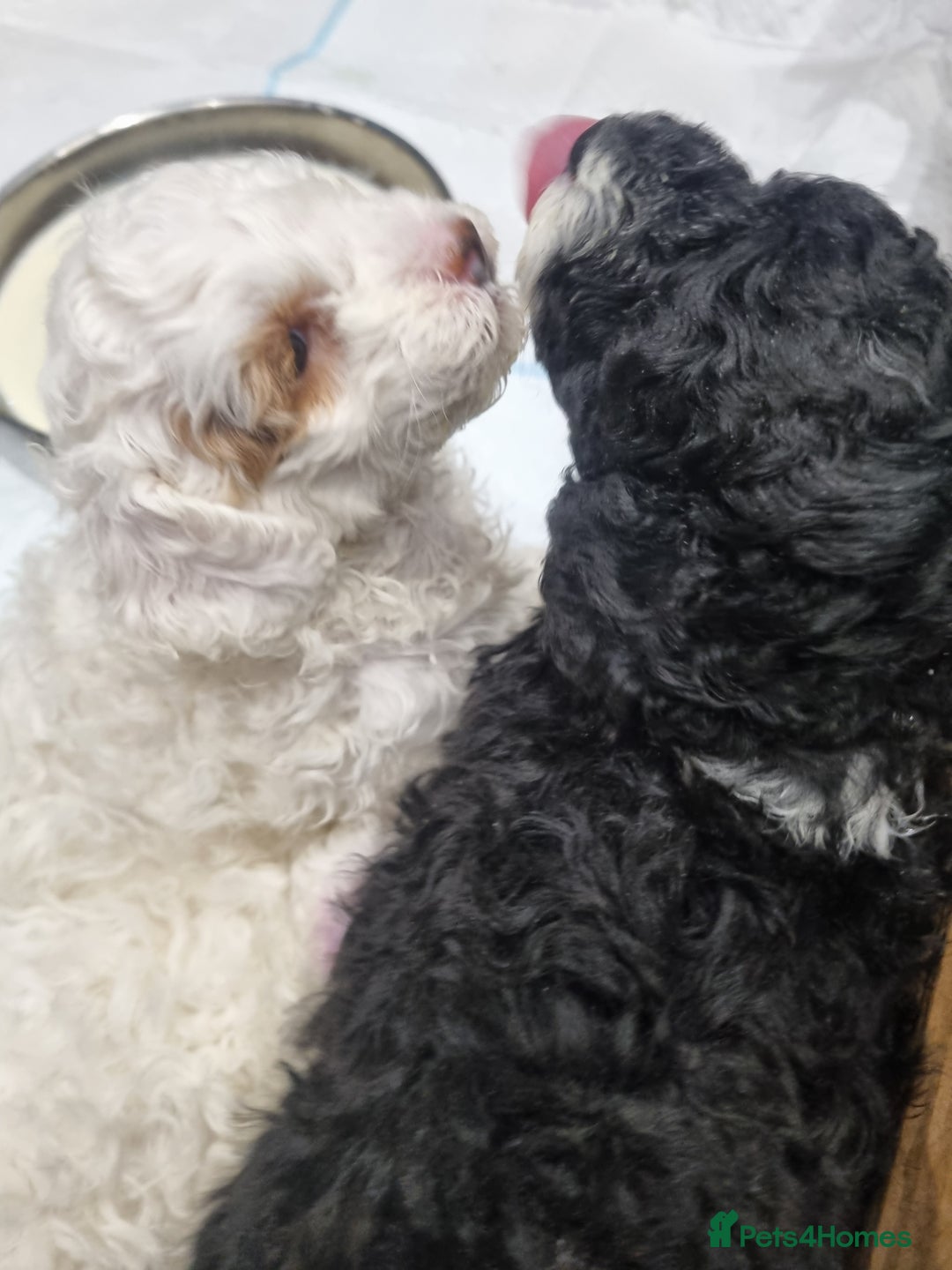 Toy Poodle dogs for sale: Toy poodle puppy - Advert 3
