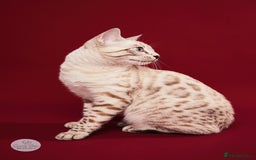 Bengal cats for sale: 🔥🏆OUTSTANDING SHOW BENGALS… READY 26th AUGUST💯 - Image 22