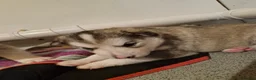 Siberian Husky dogs for sale: 3 beautiful husky puppies  in Blackburn - Advert 21
