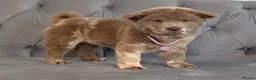 Chow Chow dogs for sale: Stunning exotic colour chowski puppies for sale  - Advert 7