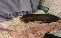 Mixed Breed dogs for sale: Dachyjacks - Image 2