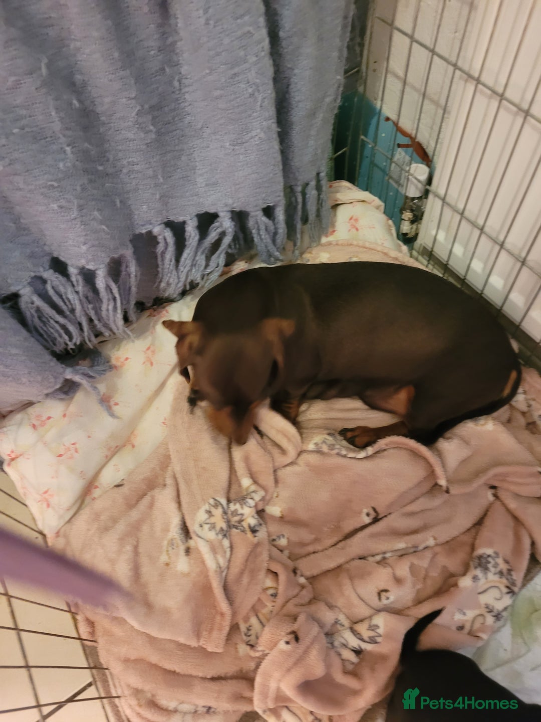 Mixed Breed dogs for sale: Dachyjacks - Image 2