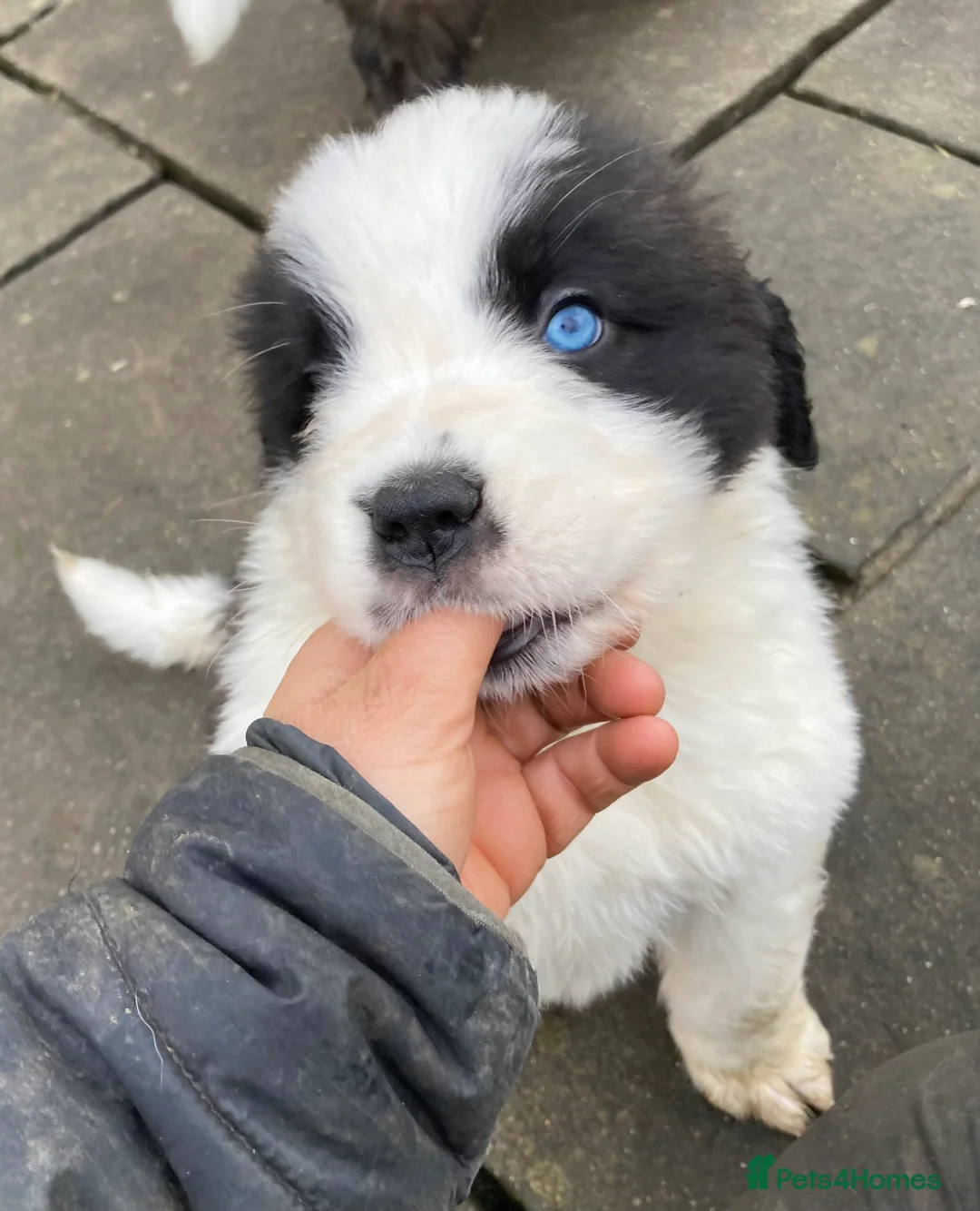 Saint Bernard dogs for sale: Saint pups from HIP & ELBOW tested parents  - Advert 2