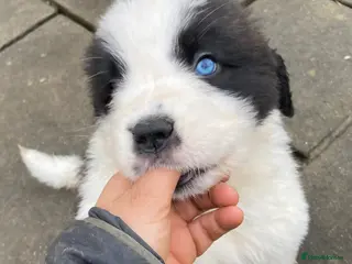 Saint Bernard dogs Saint pups from HIP & ELBOW tested parents - Advert 3