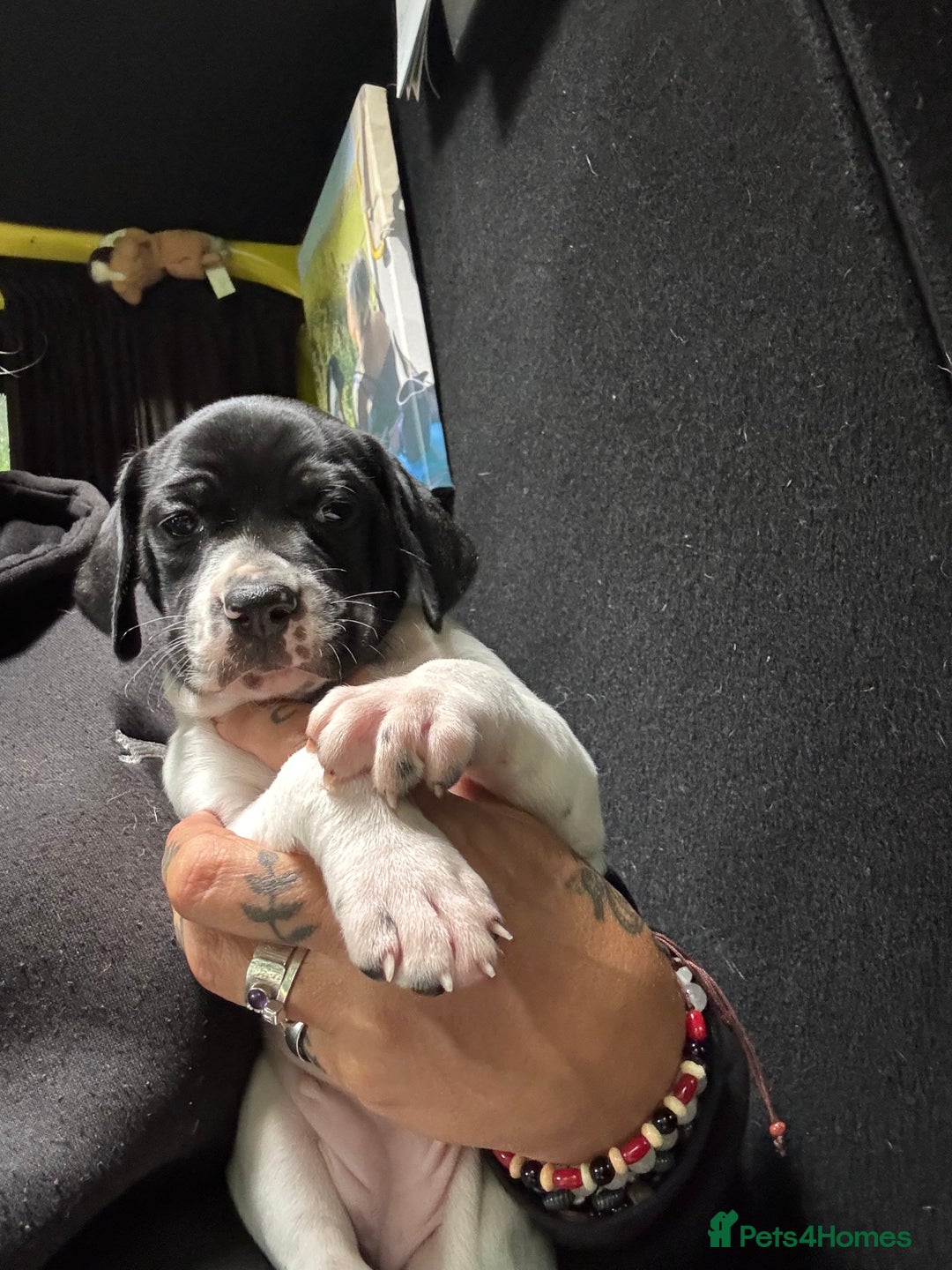 Pointer dogs for sale: English Pointer Bitch - Image 3