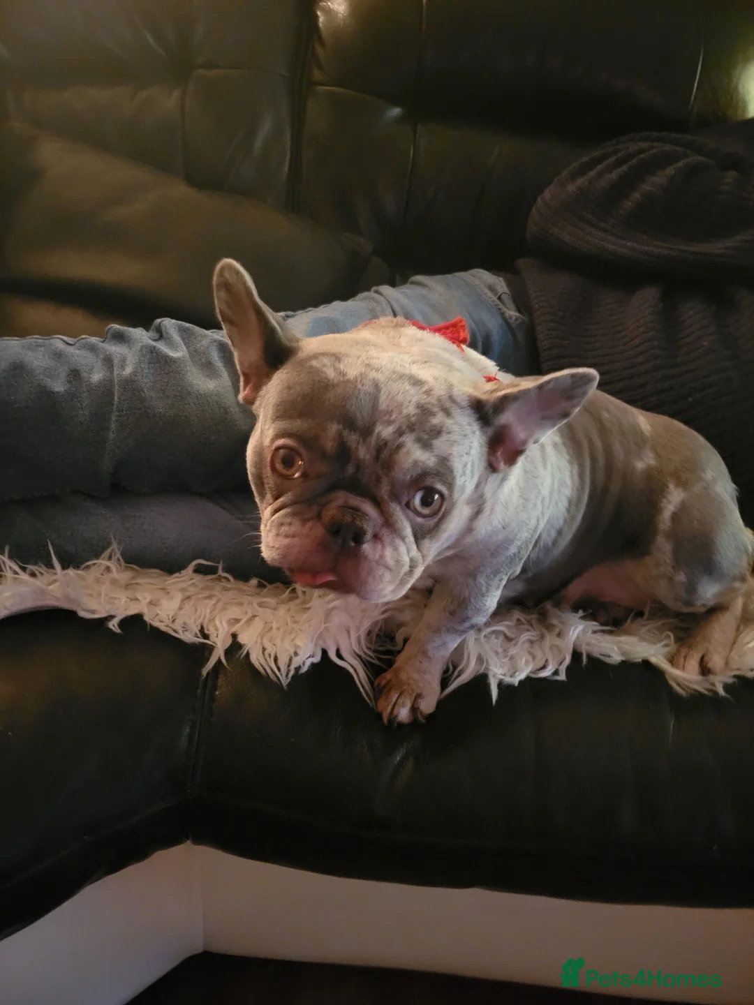 French Bulldog dogs for sale: Meet this 2 yr old beautiful little frenchie - Advert 4