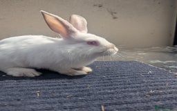 Mixed Breed rabbits for sale: One lonely boy  - Image 2