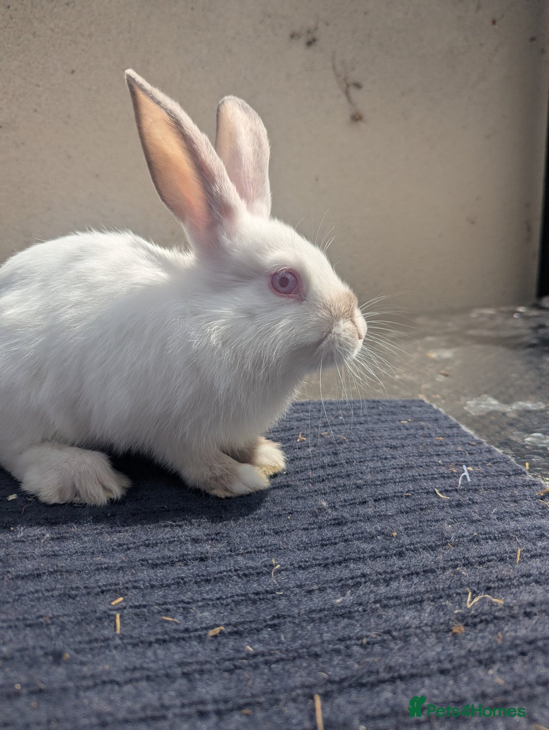 Mixed Breed rabbits for sale: One lonely boy  - Image 2