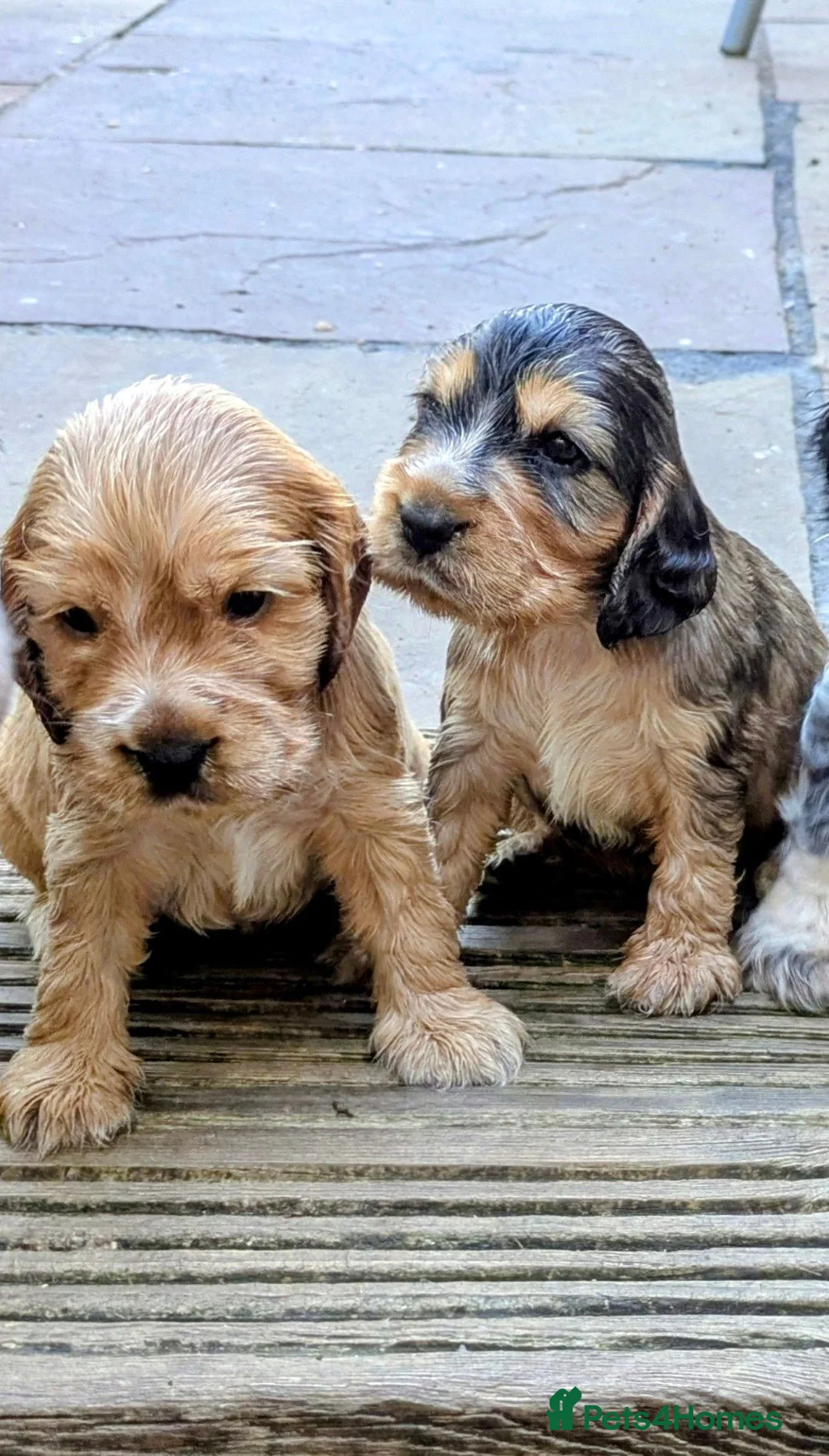Cocker Spaniel dogs for sale: Beautiful Sable Show Cocker Spaniels - Advert 2