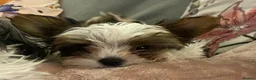 Biewer Terrier dogs for sale: Biewer Terrier Puppies in Halesowen - Advert 12