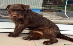 Patterjack dogs for sale: 2 little boys left for sale beautiful puppies - Image 13