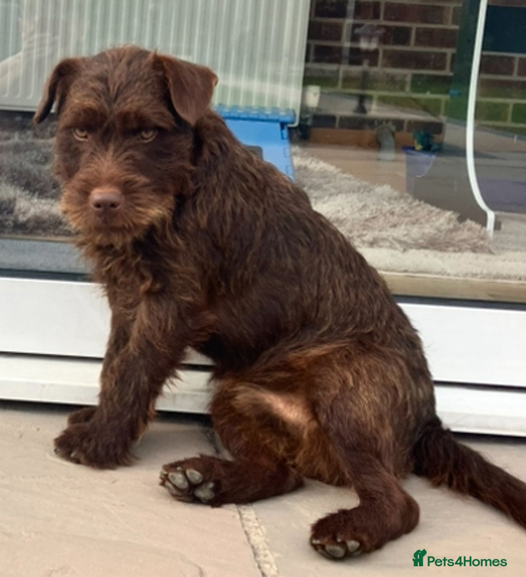 Patterjack dogs for sale: 2 little boys left for sale beautiful puppies - Image 13
